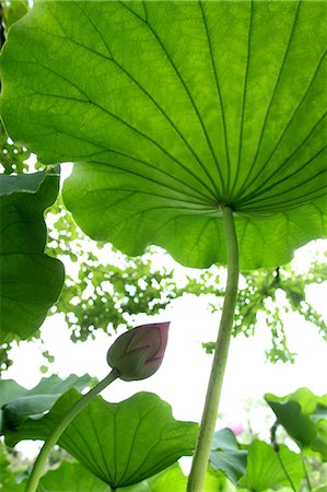 Lotus Leaf Stock Photo - Premium Royalty-Free, Code: 622-06191287