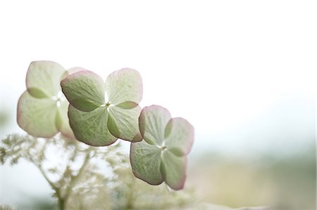 Close Of White Flowers Stock Photo - Premium Royalty-Free, Code: 622-06191281