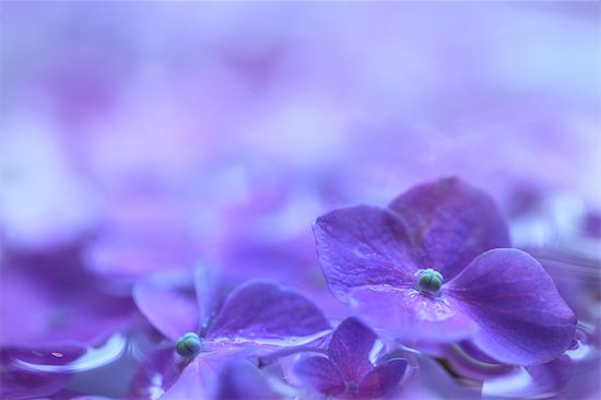 Purple Hydrangea Flowers Stock Photo - Premium Royalty-Free, Image code: 622-06191282