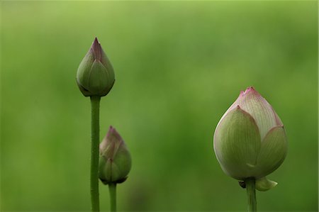 Fresh Lotus Bud Foto de stock - Sin royalties Premium, Código: 622-06191295