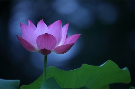 fleur de lotus - Lotus rose fraîche Photographie de stock - Premium Libres de Droits, Code: 622-06191296