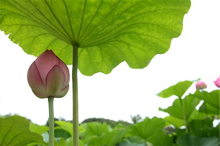 Fresh Lotus Flower Foto de stock - Sin royalties Premium, Código: 622-06191290