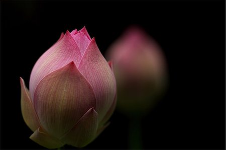 Lotus Bud Foto de stock - Sin royalties Premium, Código: 622-06191291