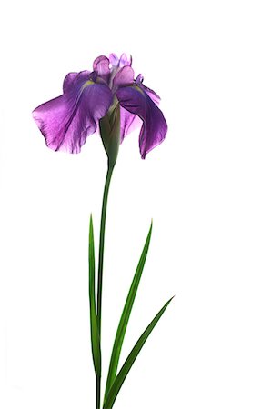 Purple Flower On White Background Stock Photo - Premium Royalty-Free, Code: 622-06191308