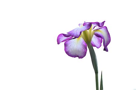 Purple Flower On White Background Stock Photo - Premium Royalty-Free, Code: 622-06191302
