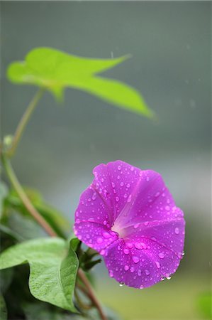 purple flower closeup - Purple Flower In Rain Stock Photo - Premium Royalty-Free, Code: 622-06191314
