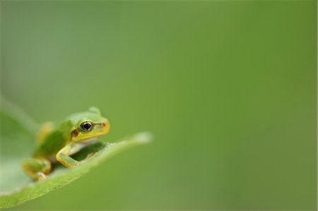 rainette - Tree Frog, Blur Foto de stock - Sin royalties Premium, Código: 622-06191315