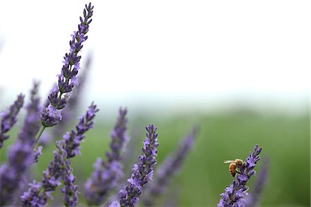 Purple Flowers In Field Foto de stock - Sin royalties Premium, Código: 622-06191310