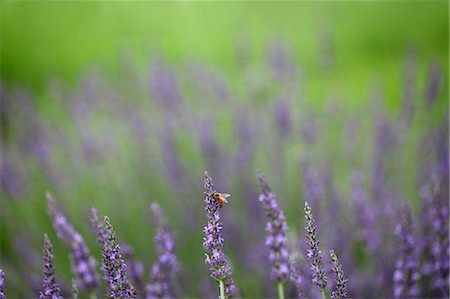 flower with stem - Purple Flowers In Field Stock Photo - Premium Royalty-Free, Code: 622-06191311