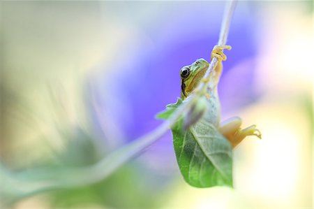 Grenouille arboricole Photographie de stock - Premium Libres de Droits, Code: 622-06191327