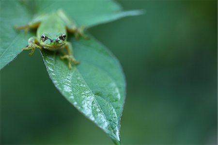 rainette - Tree Frog In Leaf Foto de stock - Sin royalties Premium, Código: 622-06191328