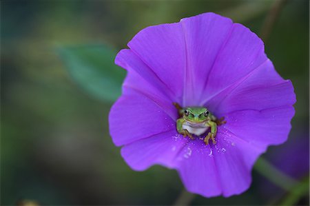 rainette - Tree Frog In Blue Flower Foto de stock - Sin royalties Premium, Código: 622-06191329