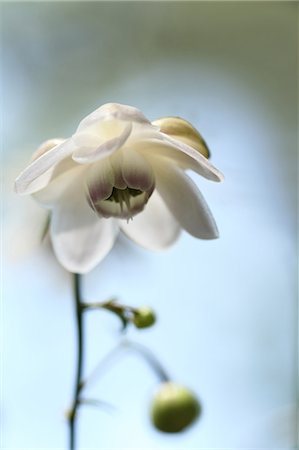 flower with stem - Close-Up View Of White Flower Stock Photo - Premium Royalty-Free, Code: 622-06191320