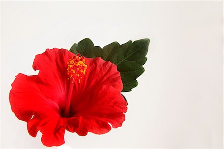 flower cutout - Red Hibiscus On White Background Foto de stock - Sin royalties Premium, Código: 622-06191335