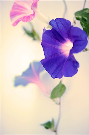 Close-Up View Of Blue Flowers, Blur Stock Photo - Premium Royalty-Free, Code: 622-06191332