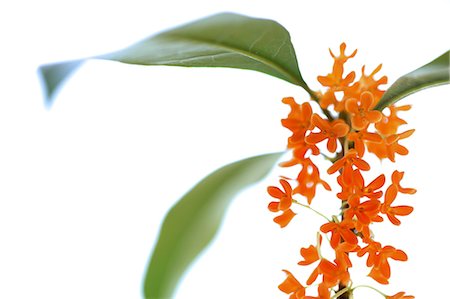 Orange Flowers On White Background Foto de stock - Sin royalties Premium, Código: 622-06191333