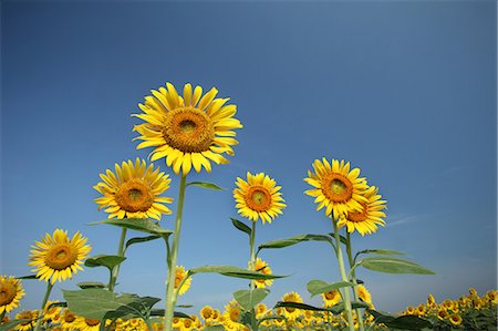 farmland backgrounds - Tournesols sur fond de ciel clair Photographie de stock - Premium Libres de Droits, Code: 622-06191345