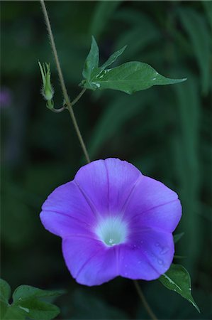 Close Up View Of Blue Flower Foto de stock - Sin royalties Premium, Código: 622-06191348