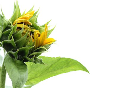 stem vegetable - Vue rapprochée du bourgeon sur fond blanc Photographie de stock - Premium Libres de Droits, Code: 622-06191340