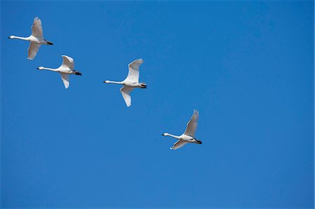 Group Of Birds Flying In Sky Fotografie stock - Premium Royalty-Free, Codice: 622-06191351