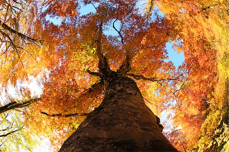 powerful (things in nature excluding animals) - Large Tree In Autumn Stock Photo - Premium Royalty-Free, Code: 622-06191364