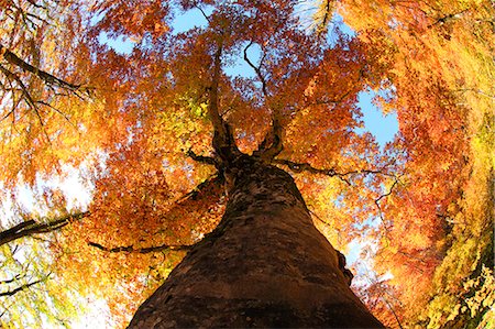 fish eye view - Large Tree In Autumn Stock Photo - Premium Royalty-Free, Code: 622-06191364