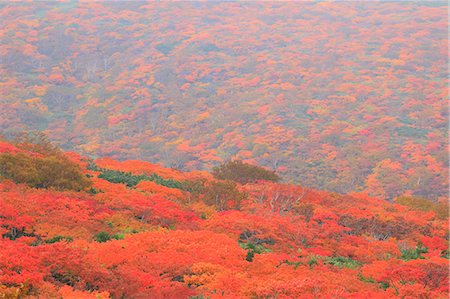 forest treetops - Mountain Trees In Fall Colors, Autumn Scene Stock Photo - Premium Royalty-Free, Code: 622-06191365