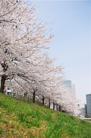skyscraper nature - Cherry Trees In Bloom Stock Photo - Premium Royalty-Free, Code: 622-06191362