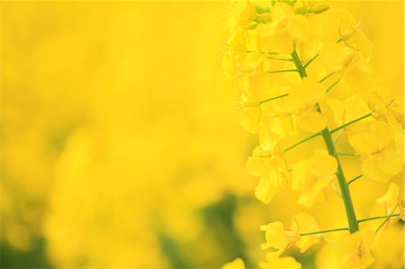 Gros plan de fleurs de moutarde Photographie de stock - Premium Libres de Droits, Code: 622-06191379