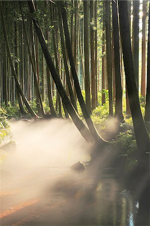 forest lumber - Mist Rising In Woodland, Backlit Foto de stock - Sin royalties Premium, Código: 622-06191381