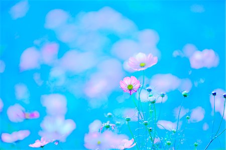 Pink Flowers, Selective Focus Stock Photo - Premium Royalty-Free, Code: 622-06191404