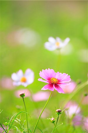 Pink Flower, Selective Focus Stock Photo - Premium Royalty-Free, Code: 622-06191402