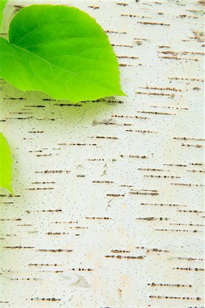 Close Up View Of Tree Trunk With New Leaf Foto de stock - Sin royalties Premium, Código: 622-06191411