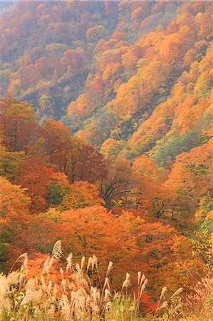 Trees In Autumn, View From Above Stock Photo - Premium Royalty-Free, Code: 622-06191444