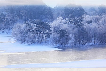 Foggy Woodland, Winter Stock Photo - Premium Royalty-Free, Code: 622-06191487