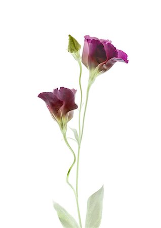 flower bud - Texas Bluebell Stock Photo - Premium Royalty-Free, Code: 622-06369304