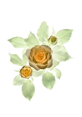 rose flower with white background - Rose Illustration Stock Photo - Premium Royalty-Free, Code: 622-06369309