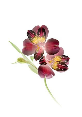 flower studio shot - Close up of Alstroemeria Stock Photo - Premium Royalty-Free, Code: 622-06369303