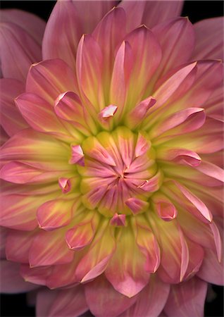 Clematis Foto de stock - Sin royalties Premium, Código: 622-06369320