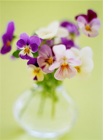 pansy - Pansy Stock Photo - Premium Royalty-Free, Code: 622-06369592