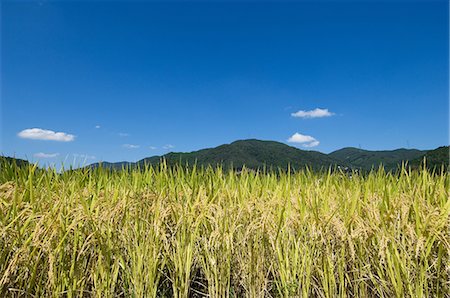 rice harvesting in japan - Ear of rice and the blue sky Stock Photo - Premium Royalty-Free, Code: 622-06369637