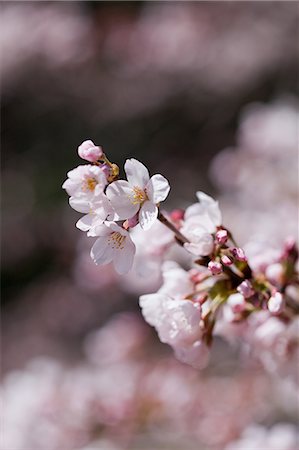 simsearch:622-06369711,k - Cherry blossoms and buds Foto de stock - Sin royalties Premium, Código: 622-06369695