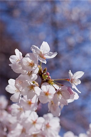 Cherry blossoms and buds Stock Photo - Premium Royalty-Free, Code: 622-06369696
