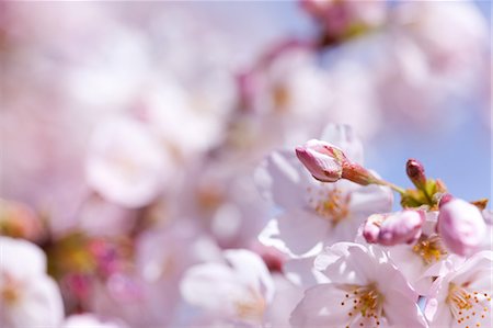 simsearch:622-06369711,k - Cherry Blossoms Foto de stock - Sin royalties Premium, Código: 622-06369700