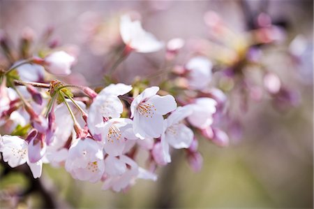 simsearch:622-06369711,k - Cherry Blossoms Foto de stock - Sin royalties Premium, Código: 622-06369701