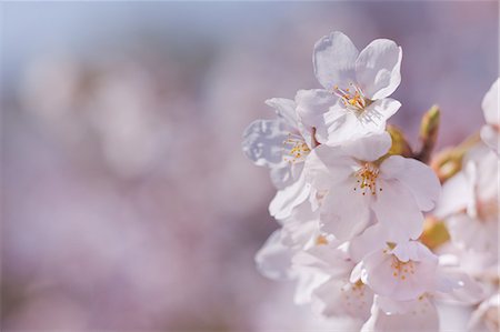 spring season, nobody - Cherry Blossoms Stock Photo - Premium Royalty-Free, Code: 622-06369702