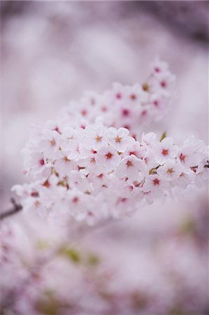 picnic without people - Cherry Blossoms Stock Photo - Premium Royalty-Free, Code: 622-06369703