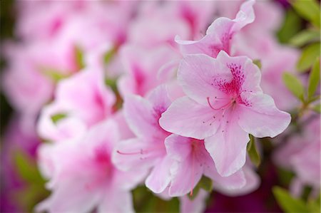 Fleurs de l'azalée Photographie de stock - Premium Libres de Droits, Code: 622-06369711