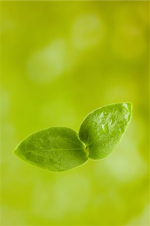 Double leaf Stock Photo - Premium Royalty-Free, Code: 622-06369713