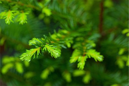 fir trees - Sprouts of fir tree Foto de stock - Sin royalties Premium, Código: 622-06369721